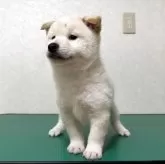 柴犬(標準サイズ)【北海道・男の子・2025年10月14日・白】の写真4