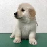 ゴールデンレトリバー【北海道・女の子・2025年10月1日・クリーム】の写真4