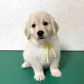 ゴールデンレトリバー【北海道・女の子・2025年10月1日・クリーム】の写真4