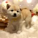 柴犬(標準サイズ)【北海道・女の子・2025年1月4日・淡い赤】の写真5