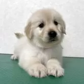 ゴールデンレトリバー【北海道・女の子・2025年10月1日・クリーム】の写真5