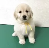 ゴールデンレトリバー【北海道・女の子・2025年10月1日・クリーム】の写真6