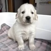 ゴールデンレトリバー【北海道・男の子・2025年10月1日・クリーム】の写真6