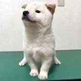 柴犬(標準サイズ)【北海道・男の子・2025年10月14日・白】の写真7