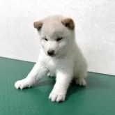 豆柴【北海道・男の子・2025年10月5日・白】の写真7