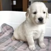 ゴールデンレトリバー【北海道・男の子・2025年10月1日・クリーム】の写真8