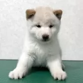 豆柴【北海道・男の子・2025年10月5日・白】の写真8