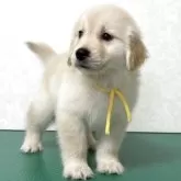 ゴールデンレトリバー【北海道・女の子・2025年10月1日・クリーム】の写真8