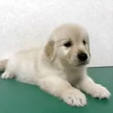 ゴールデンレトリバー【北海道・女の子・2025年10月1日・クリーム】の写真9
