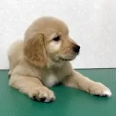 ゴールデンレトリバー【北海道・女の子・2025年10月1日・ゴールド】の写真9