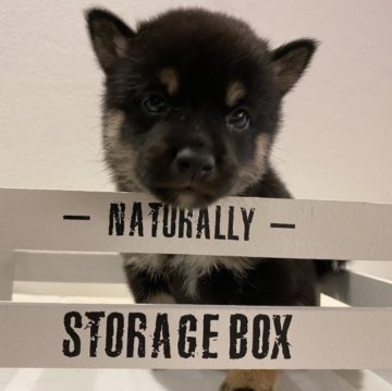 柴犬(豆柴)【北海道・女の子・2023年8月17日・黒】の写真「両親豆柴認定犬の可愛い女の子♡」