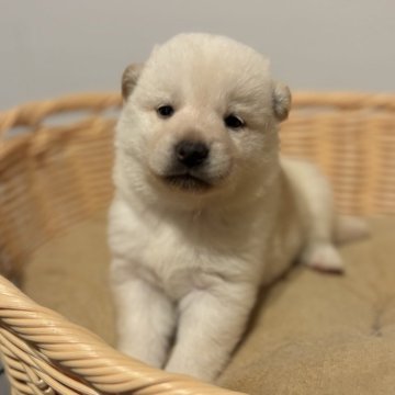 柴犬(標準サイズ)【北海道・女の子・2024年7月9日・白】の写真「耳が少しクリームカラーの可愛い子です。」