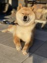 柴犬【・女の子・2020年3月15日・赤】
