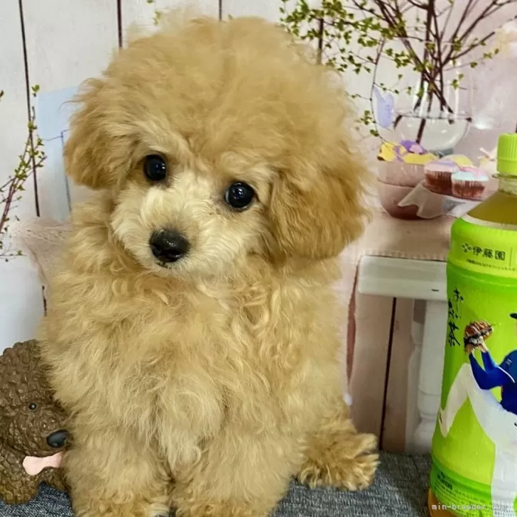 ちぃ 様のお迎えした子犬