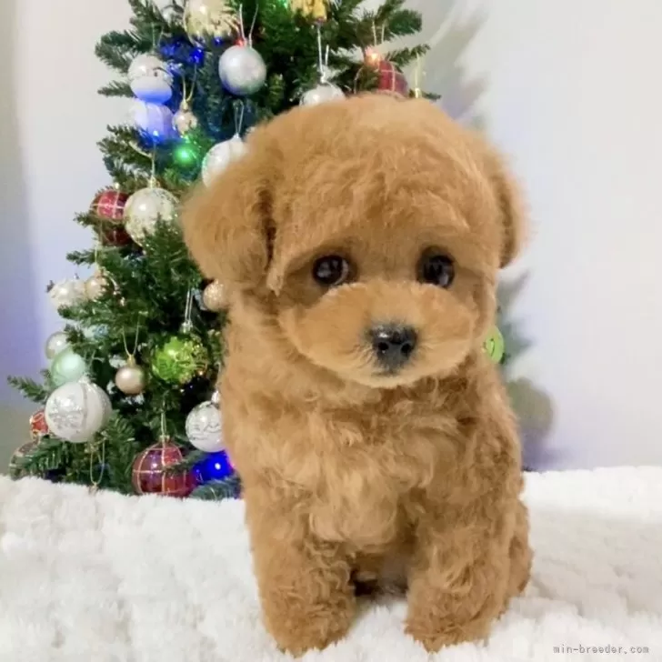 ID：2412-04744の子犬