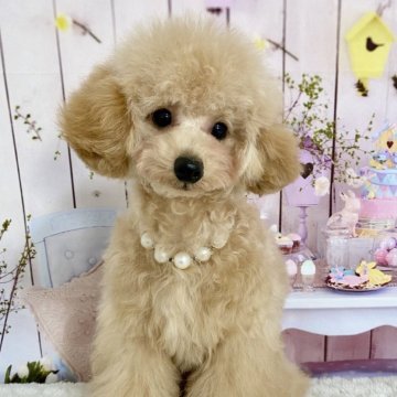 トイプードル(トイ)【岐阜県・男の子・2025年2月14日・アプリコット】の写真「お目目クリクリ可愛い〜男の子です🩵」