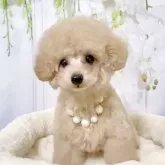 タイニープードル
