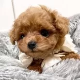 ティーカッププードル