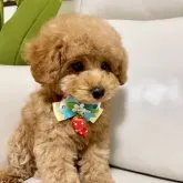 トイプードル(トイ)【岐阜県・男の子・2023年1月27日・アプリコット】の写真1「4/9撮影」