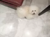 トイプードル(トイ)【沖縄県・男の子・2025年6月2日・ホワイト】の写真13