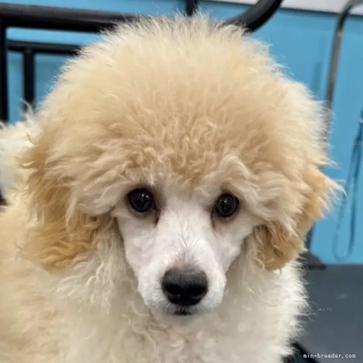ID:2410-07940の子犬