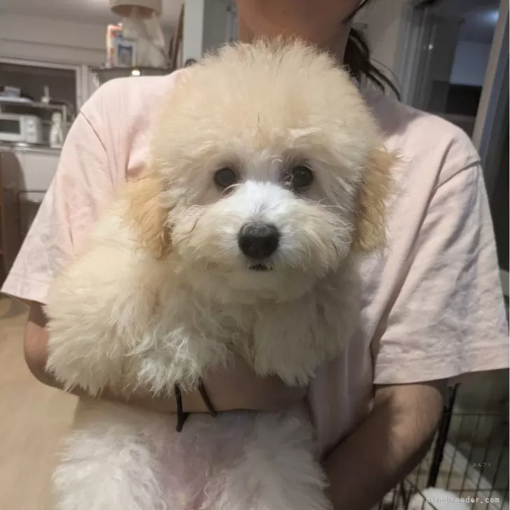 ID:2411-03350の子犬