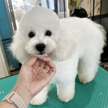 トイプードル(タイニー)【沖縄県・男の子・2025年1月7日・ホワイト】の写真「とても可愛いらしい小さな子です✨」