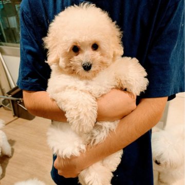 トイプードル(トイ)【沖縄県・男の子・2024年9月26日・ホワイト】の写真「小さな男の子可愛いらしい表情です。ワクチン接種済み」