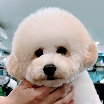 トイプードル(タイニー)【沖縄県・男の子・2024年9月15日・ホワイト】の写真「可愛いらしいやんちゃな男の子  
体重2.6kg」