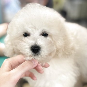トイプードル(トイ)【沖縄県・男の子・2025年6月10日・ホワイト】の写真「真っ白で理想なホワイトトイプードル」