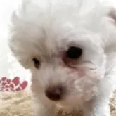 タイニープードル
