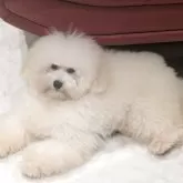 トイプードル(トイ)【沖縄県・男の子・2025年6月2日・ホワイト】の写真1「体重は2.6kg　たくさん食べて健康優良児で元気いっぱいな子です✨。」