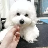 トイプードル(トイ)