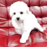 トイプードル(トイ)【沖縄県・男の子・2025年12月11日・ホワイト】の写真4