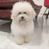 トイプードル(トイ)【沖縄県・男の子・2025年6月2日・ホワイト】の写真10「毛量が多くてふわふわです✨」