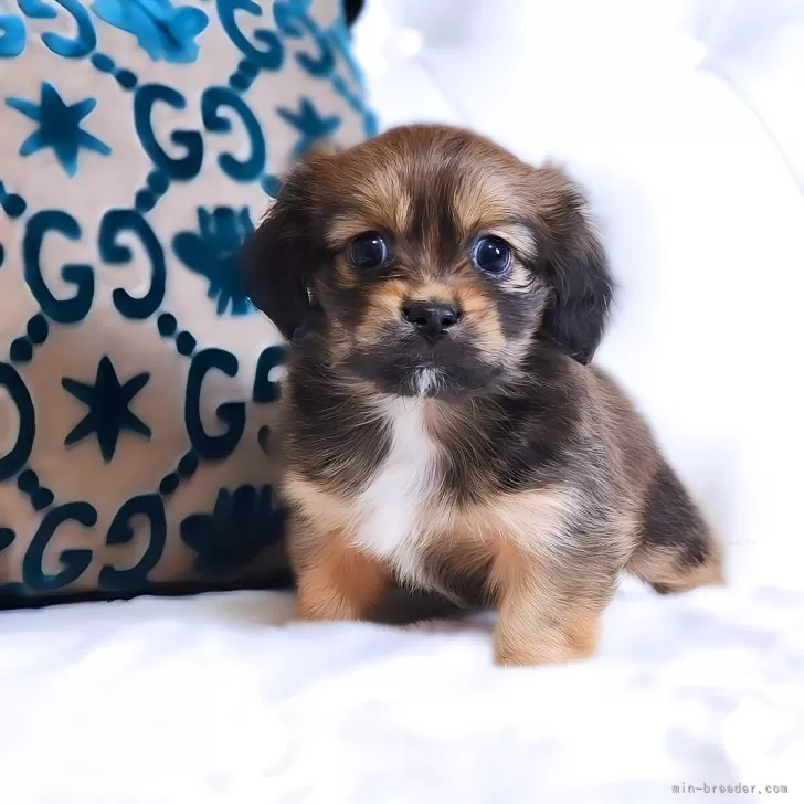 S.S 様のお迎えした子犬