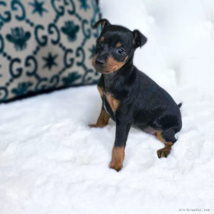 トイマンチェスターテリア【東京都・女の子・2025年10月26日・ブラックタン】の写真1