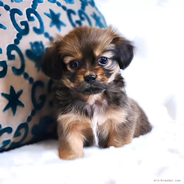ID:2503-02206の子犬
