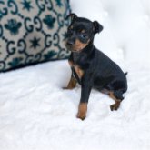 トイマンチェスターテリア