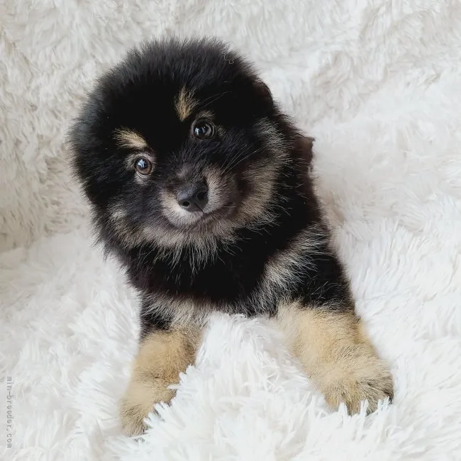 ID:2107-01599の子犬