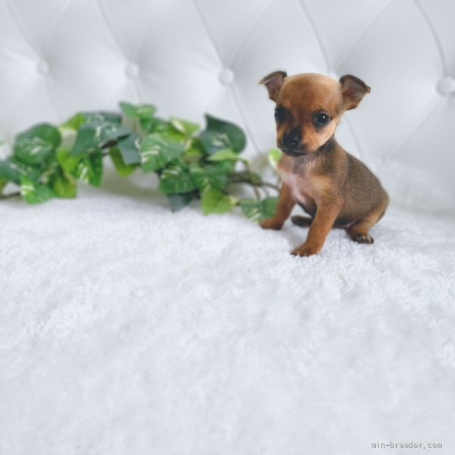 トイマンチェスターテリア チワワ 東京都 女の子 22年3月23日 レッド トイマンチェスターテリア とチワワのミックスです みんなのブリーダー 子犬id 24