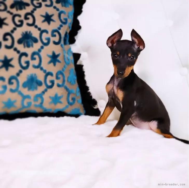 ID:2312-02766の子犬