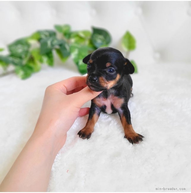 トイマンチェスターテリア チワワ 東京都 女の子 22年3月23日 ブラックタン トイマンチェスターテリア とチワワのミックスです みんなのブリーダー 子犬id 24 011