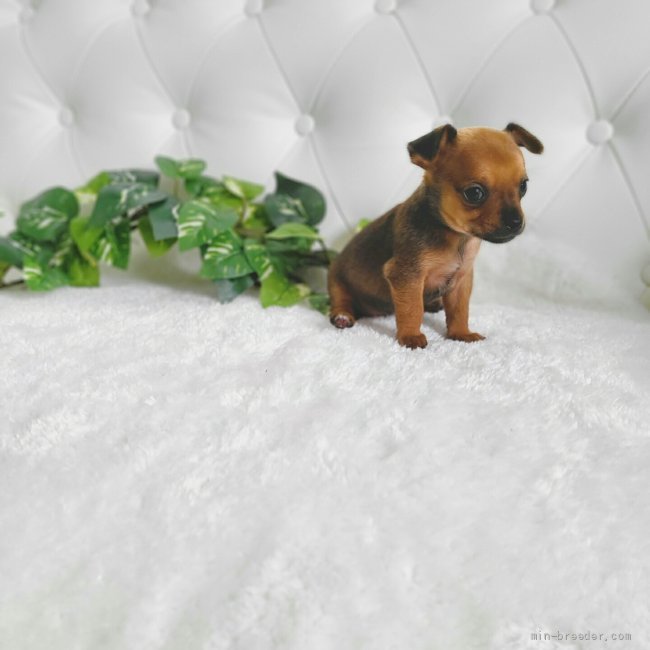 トイマンチェスターテリア チワワ 東京都 女の子 22年3月23日 レッド トイマンチェスターテリア とチワワのミックスです みんなのブリーダー 子犬id 24