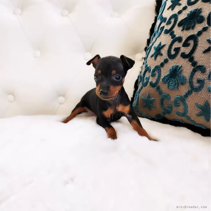 ID：2312-02767の子犬