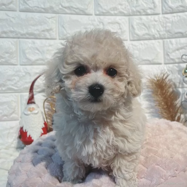 ID:2412-05950の子犬