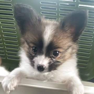 パピヨン【群馬県・男の子・2025年5月1日・トライ】の写真「クリクリお目目がかわいい」