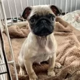 パグ【群馬県・男の子・2024年10月1日・フォーン】の写真1「体重1.6キロです。(12/10現在)」