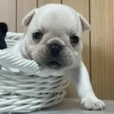 フレンチブルドッグ