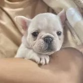 フレンチブルドッグ